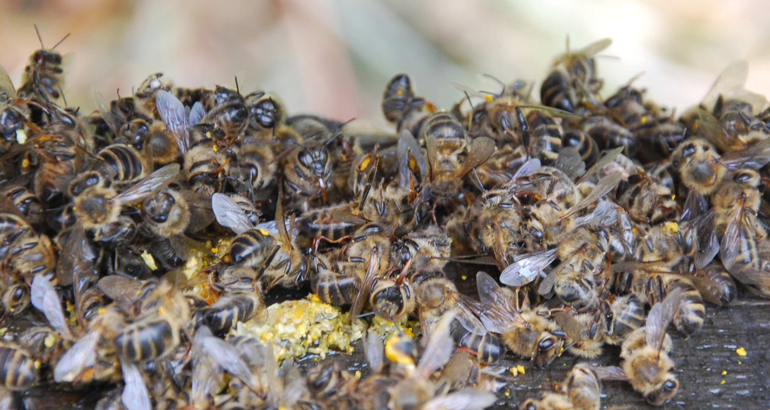 Vergiftungsverdachte