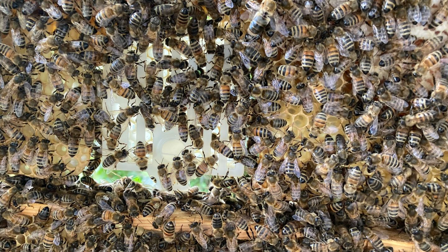 Varroa und Hitze