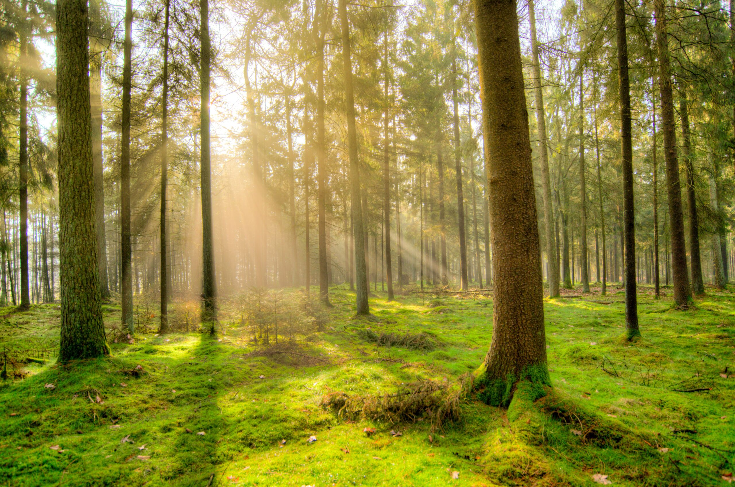 Waldtage des Zürcher Oberlandes