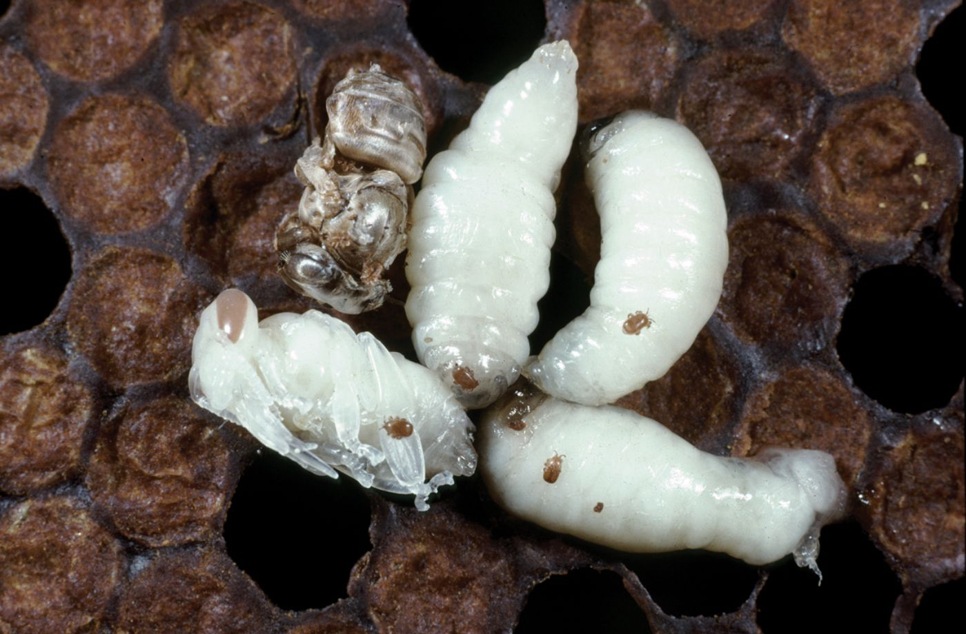 Tropilaelaps